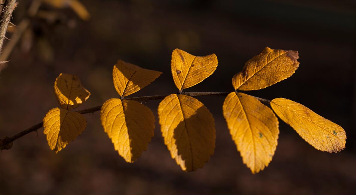 pixabay_olga-kovalski_leaf