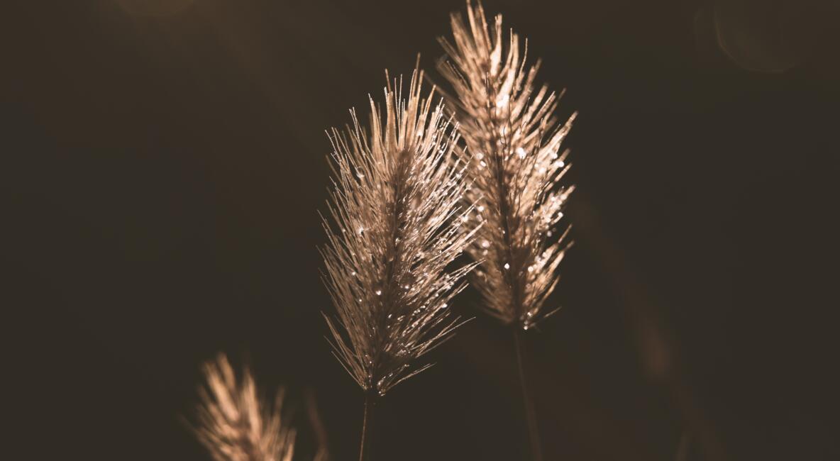 pixabay_erika-varga_grass