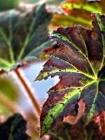 begonia-8115230_1280