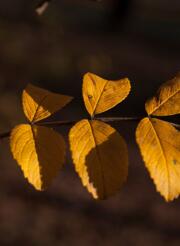 pixabay_olga-kovalski_leaf