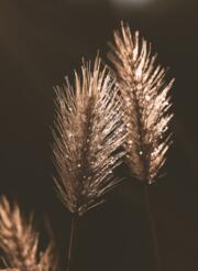 pixabay_erika-varga_grass