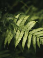 pixabay_nandu-vasudevan_fern