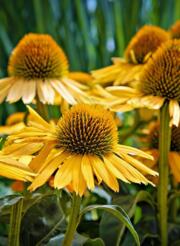coneflower-8168628_1280