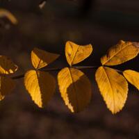 pixabay_olga-kovalski_leaf