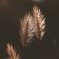 pixabay_erika-varga_grass