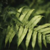 pixabay_nandu-vasudevan_fern