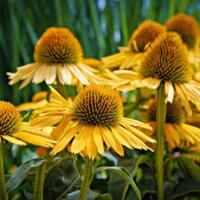 coneflower-8168628_1280