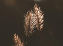 pixabay_erika-varga_grass