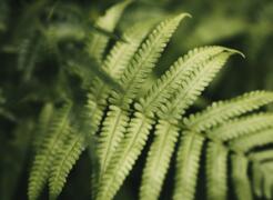 pixabay_nandu-vasudevan_fern