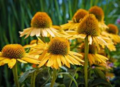 coneflower-8168628_1280