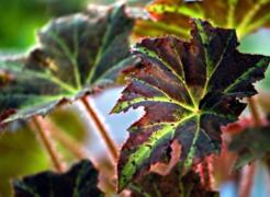 begonia-8115230_1280