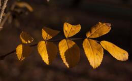 pixabay_olga-kovalski_leaf