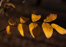 pixabay_olga-kovalski_leaf