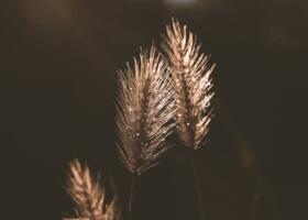 pixabay_erika-varga_grass