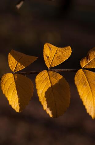 pixabay_olga-kovalski_leaf