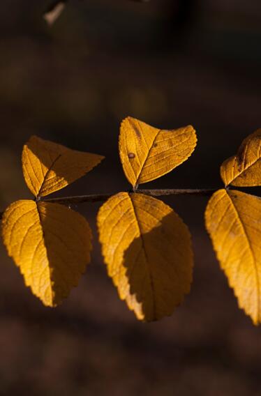 pixabay_olga-kovalski_leaf