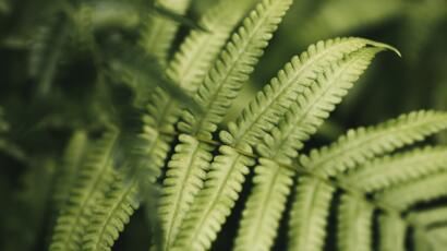pixabay_nandu-vasudevan_fern
