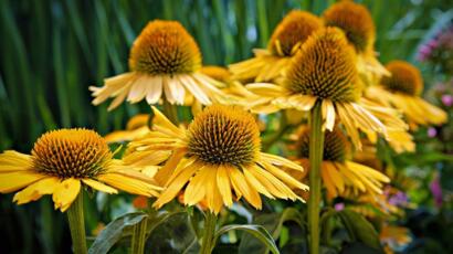 coneflower-8168628_1280