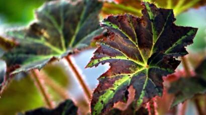 begonia-8115230_1280
