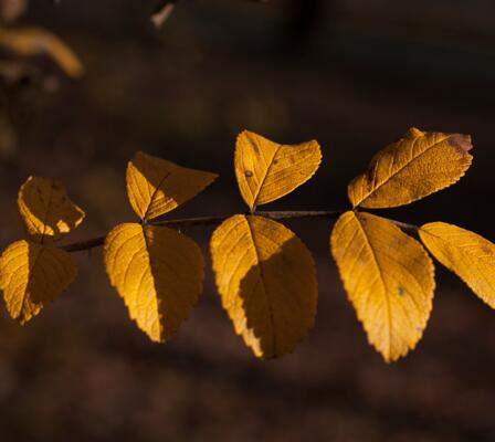pixabay_olga-kovalski_leaf