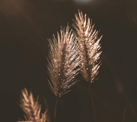 pixabay_erika-varga_grass