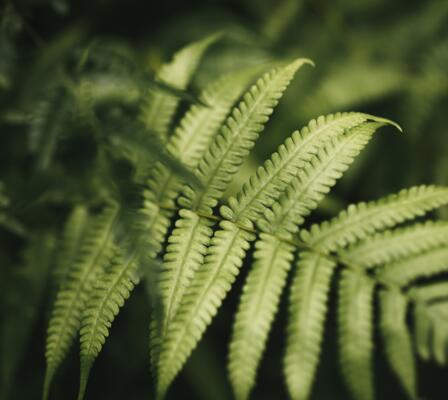 pixabay_nandu-vasudevan_fern