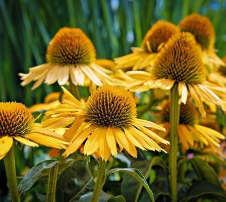coneflower-8168628_1280