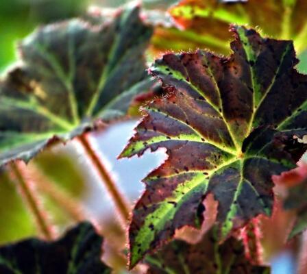 begonia-8115230_1280