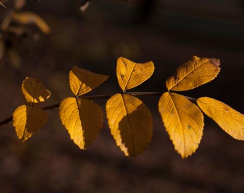 pixabay_olga-kovalski_leaf