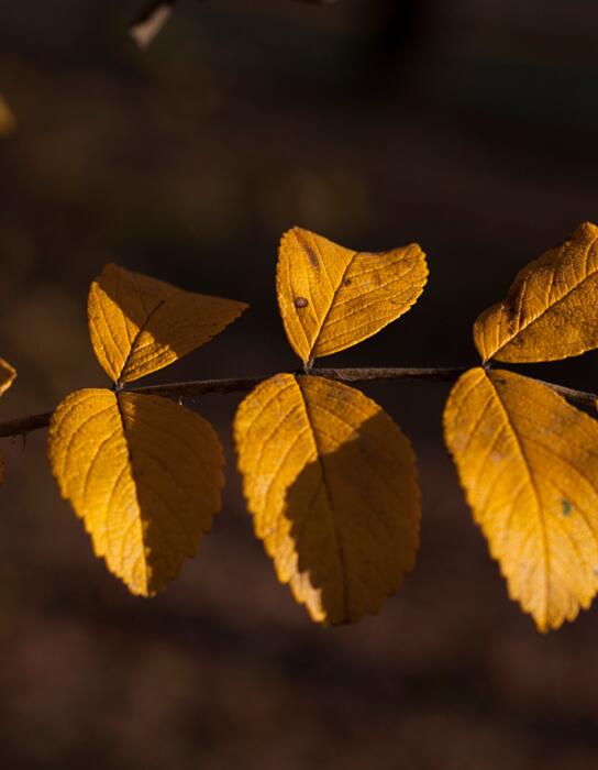 pixabay_olga-kovalski_leaf
