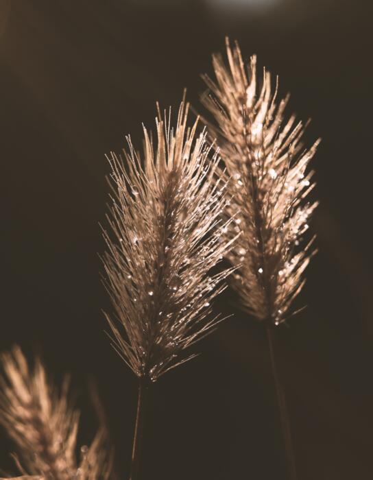 pixabay_erika-varga_grass
