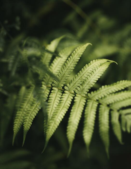 pixabay_nandu-vasudevan_fern