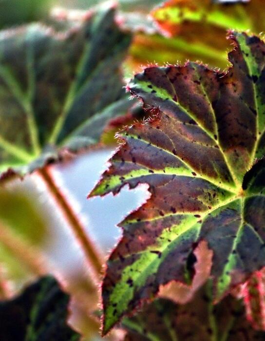 begonia-8115230_1280