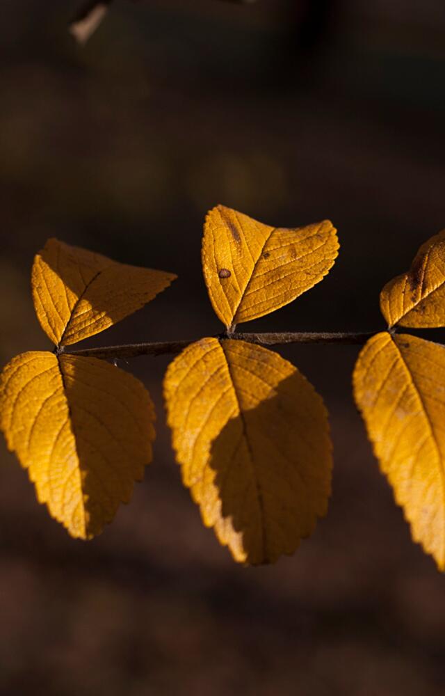 pixabay_olga-kovalski_leaf
