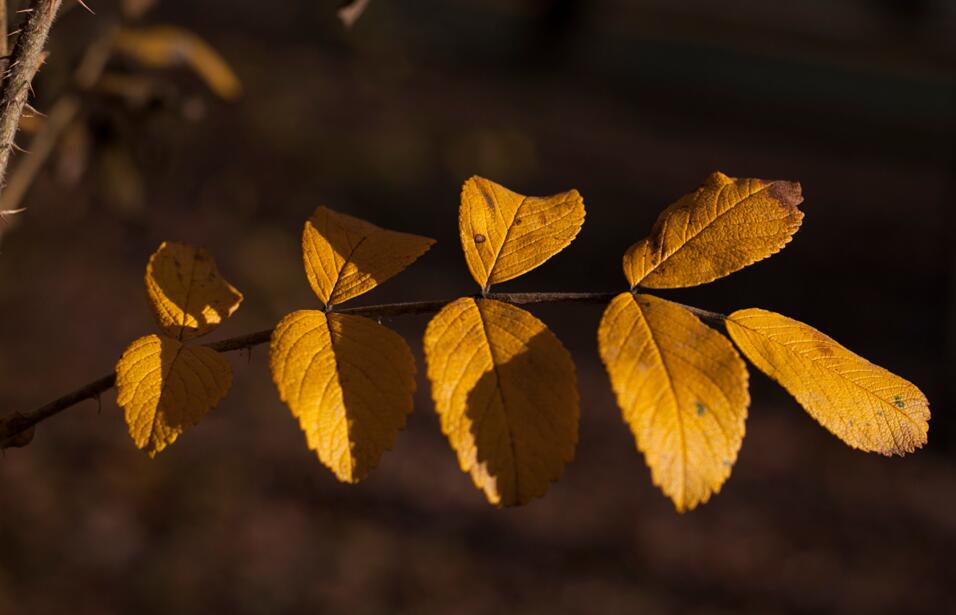 pixabay_olga-kovalski_leaf